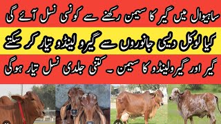 Sahiwal and Gir cross II Girolando cow bna lain II How to make Girolando cow II Desi and Gir cross