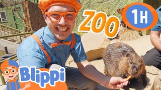 Blippi Visits the San Diego Zoo! 1 Hour of Animal Videos for Kids