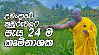 උමංදාවේ කුඹුරුවලට පැය 24 ම කෘමිනාශක