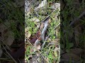 sierra newt on the kings river trail hikecalifornia hiking sierranationalforest kingsriver newt