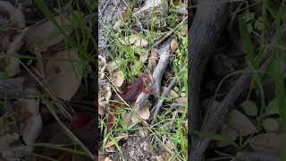 Sierra Newt on the Kings River Trail #hikecalifornia #hiking #sierranationalforest #kingsriver #newt