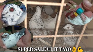 10PCS TAIWAN MERON NA NAMANG NANLILISIK ANG MATA🧛😱 | MERON ULIT AUCTION BIRD | BENZING TAIWAN