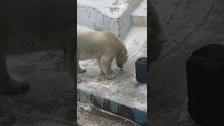 ホウちゃんの咀嚼音　スゴ〜い…w🤩✨🐻‍❄️24.5.24 12:10　#ホウちゃん　#天王寺動物園　#ホッキョクグマ　 #minnanotennojizoo　#polarbear #asmr