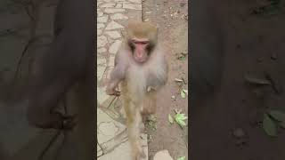 #Funny compilation of monkeys walking like humans  😂🤣#shorts#trending#youtubeshorts#ytshorts