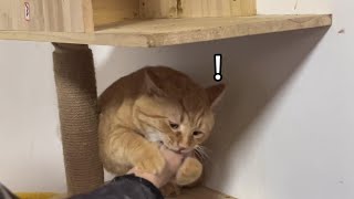 虎子哥重出江湖之再度殴打经纪人#记录猫咪日常 #猫咪 #橘猫