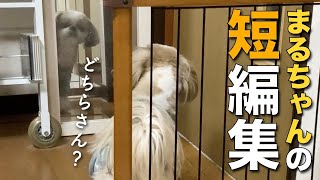 【シーズー】可愛すぎてボツにできなかった…まるちゃんの短編集① -5本立て-【105】