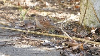 宮ヶ瀬湖 早戸川林道のカヤクグリ　その８（4K動画）