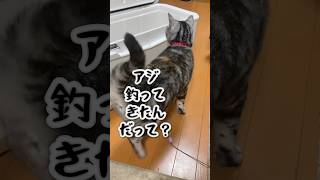 良いサイズのアジを堪能した猫の様子はこちら♡ #shorts #猫 #アメリカンショートヘア #cat #ねこ #アメショ #アメショー #釣り