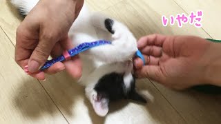 【子猫が首輪を嫌がる猫動画】初めて首輪にチャレンジするがどうも気に入らず暴れだすシルク