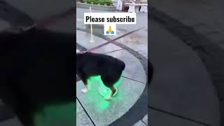 Funny Dogs Reaction | funny memes | #shorts #funny #memes #reels #dog #respect #sigmarule