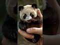 Hallo Panda 🤗 #animals #cute #cutebaby