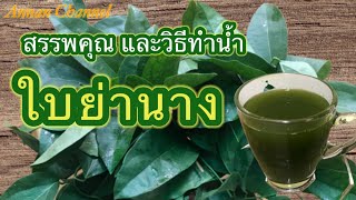 สรรพคุณใบย่านาง และวิธีทำน้ำใบย่านาง @ by Annan