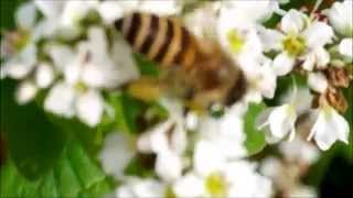 日本ミツバチと夏そばの花（蜜源植物）