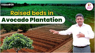 Why Raised Beds are Important for Avocado Farming? | Distance Between Avocado Trees | Deccan Exotics