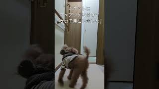 ＜保護犬 トイプードル＞#shorts  #dog #pets