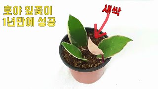 호야 잎장 한개로 번식 성공하는 방법