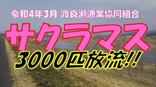 【渡良瀬漁業協同組合】サクラマス3,000匹放流動画。