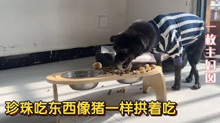 收养的残疾流浪狗，吃东西像猪一样拱着吃，小流浪狗不挑食啥都吃【一枚主妇囡】