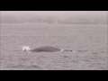 7.27.16 blue whales fin whales u0026 lung feeding humpback whales monterey