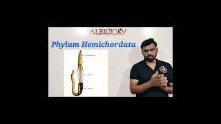 Phylum Hemichordata | Animal classification | viral short | Avinash sir