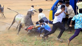 1000 முறை பார்த்தாலும் சலிக்காத கல்லூர் மஞ்சுவிரட்டு 2023| Kallur Manjuvirattu | Jallikattu