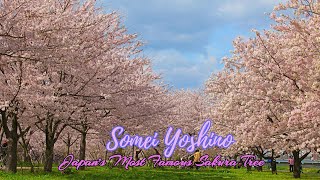 JAPAN'S MOST FAMOUS  SAKURA TREE  (SOMEI YOSHINO CHERRY TREE)THE JOURNEY OF FLOWERS 24