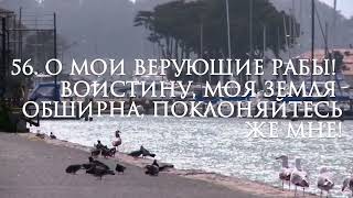 Прекрасное чтение Корана, Сура 29 Аль-Анкабут(Паук) Аяты 50-60, Чтец Абдуллах Хумейд