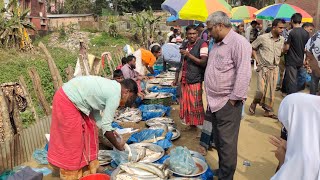 সিলেট মেজরটিলা মাছ বাজার | Sylhet Majortila Fish Market