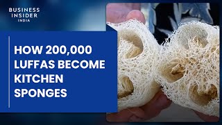How 200,000 Luffas Become Kitchen Sponges