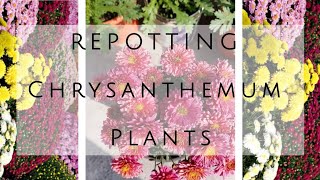 CHRYSANTHEMUM PLANTS REPOTTING✔️🌿🌿 #wintergardening #gardening #terracegardenplants#floweringplants