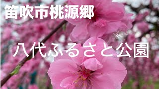 2024・4/6街中桃の花でいっぱい※動画内に誤字いくつかあります。説明欄へ