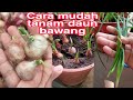 How to grow green  onion/ cara mudah tanam daun bawang