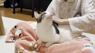 The cat relaxes on my daughter's lap.