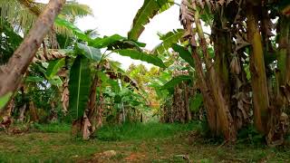 Banana tree walking