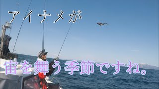 【陸奥湾】春のロックフィッシュDAY1【根魚】【アイナメ、ソイ】【ボートロック】