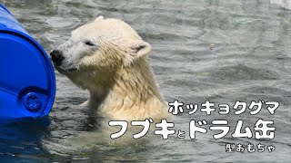 【東山動植物園公式】フブキとドラム缶型のおもちゃ～ロングVer.～《 ホッキョクグマ　クマ 》