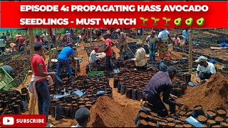 Episode 4: We Propagate The Best Hass Avocado Seedlings | Hass Avocado Farming Best Practices