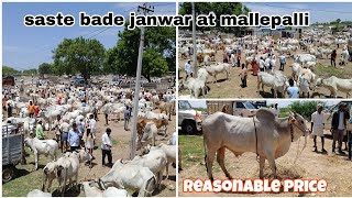 mallepalli market update 2023 |saste bade janwar for qurbani |