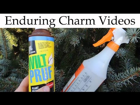 Make Your Live Christmas Tree Last! Make Your Live Christmas Tree Last!