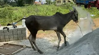 Future Hallikar Stud Bull | Handsome Hallikar Bull Calf