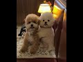 cute puppies #shortsfeed #petvideos #cuteanimals #puppydog