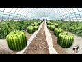 Why Japanese Square Watermelon Is So Expensive 🍉 - Inside Cube Watermelon Growing Processing