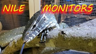 🦎 What it's like to keep a Nile monitor lizard.