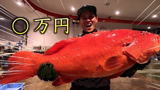 『水揚げ公開』凄腕漁師が、年末に魚突きに行くと驚きの金額に…！！