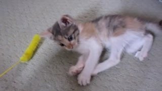 子猫保護　初めてみるおもちゃに興奮して遊ぶ寧々