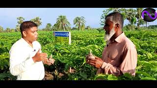 ওল চাষ/ওলকচু চাষ প্রযুক্তি। বিঘাপ্রতি  ৩৫-৪০ হাজার টাকা বিনিয়োগে মাত্র ১৪০-৫০ দিনে ১৫০০০০/- লাভ।