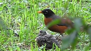 Mom feeding her Baby Robin