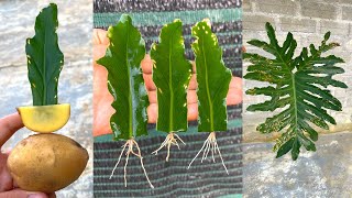 How to propagate Split Leaf Philodendron with leaves