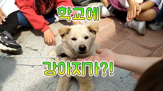 5월 15일 학교에 들어온 강아지