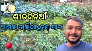 Aamar Barir Tun Sag || ଶୀତ ଦିନିଆଁ ତୁନ୍ ଶାଗ କେନ୍ତା ହୋଇଛେ || Vegetables Garden